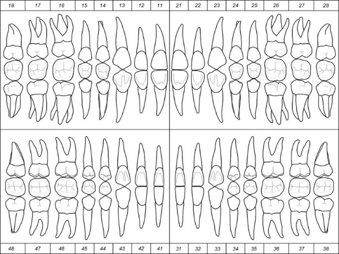 Odontograma: arcadas superior e inferior con numeración dental